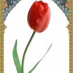 شهیده نجمه علی آبادی